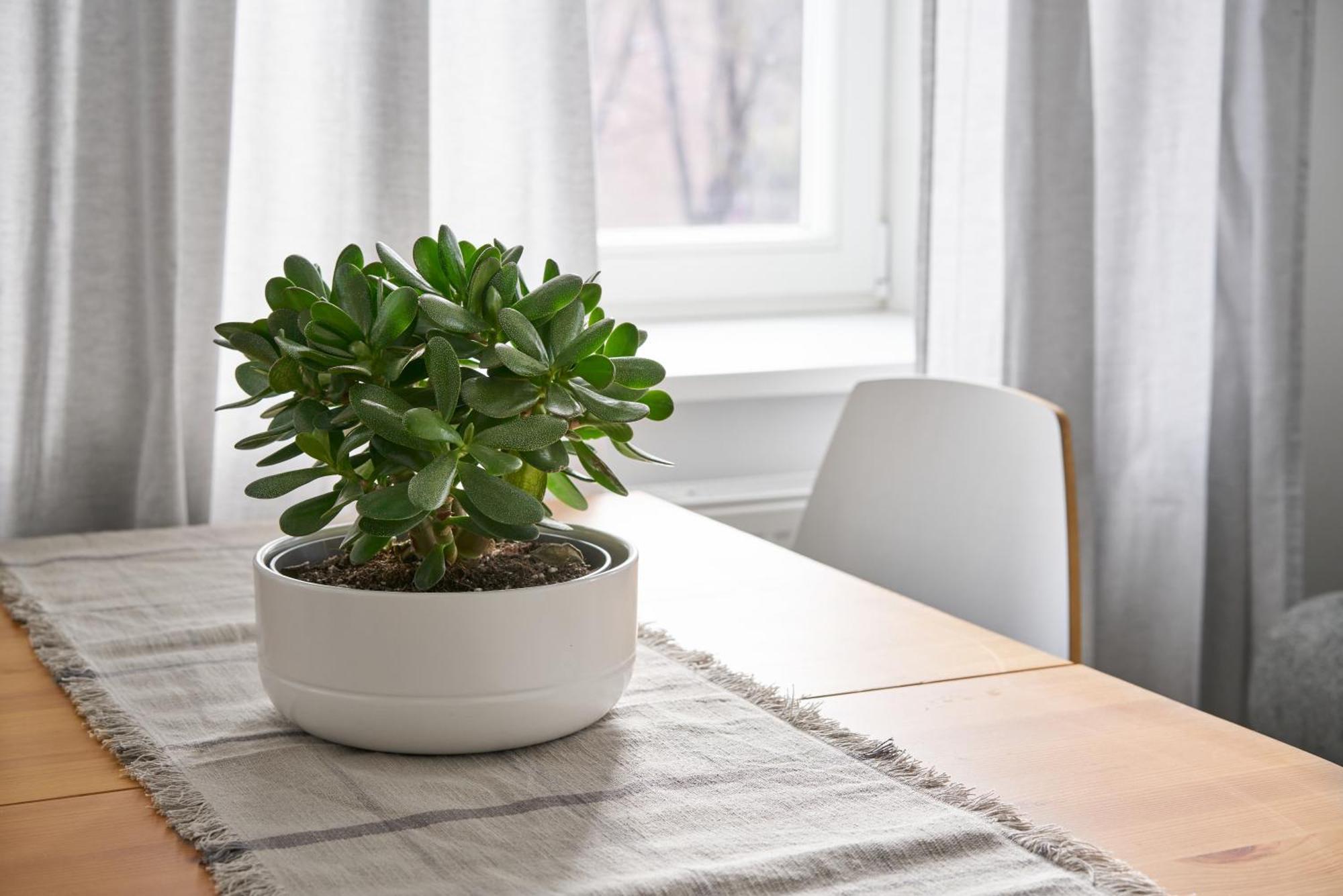 Lejlighed Cute&light Apartment, Centre